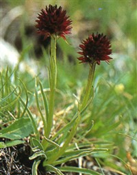 Нигрителла черная – Nigritella nigra (L.) Reichb.