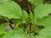 Никандра физалисовидная – Nicandra physaloides (L.) Gaertn.