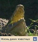 Нильский крокодил