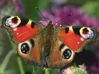 Нимфалиды (дневной павлиний глаз)