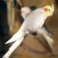 Нимфа (вид попугаев)