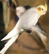 Нимфа (попугаи)