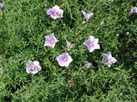 Нирембергия голубая, гиппоманская – Nierembergia hippomanica Miers (1)