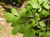 Нисса лесная – Nyssa sylvatica Marshall.