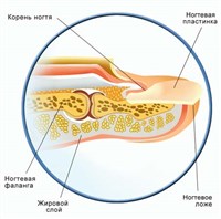 Ногти (строение)