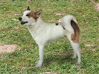 Норботтен-шпиц