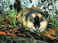 Норвежский лемминг (Lemmus lemmus)