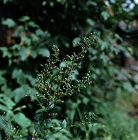 Норичник шишковатый