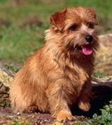 Норфолк-терьер