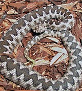 Носатая гадюка (Vipera ammodytes)