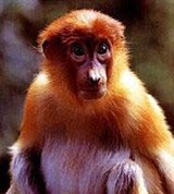 Носач (молодой носач)