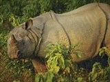 Носорог азиатский