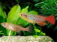 Нотобранхиусы