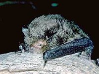 Ночницы (Myotis adversus)