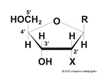 Нуклеозиды