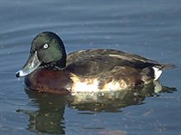 Нырок Бэра (селезень)