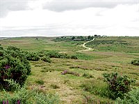 Нью-Форест (пейзаж)