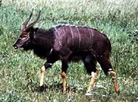 Ньяла (самец)