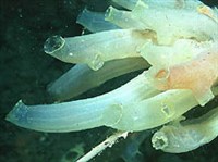 ОБОЛОЧНИКИ (Асцидия)