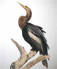 ОБЫКНОВЕННАЯ ЗМЕЕШЕЙКА (Anhinga anhinga)