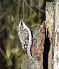 ОБЫКНОВЕННАЯ ПИЩУХА (Certhia familiaris)