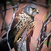 ОБЫКНОВЕННАЯ ПУСТЕЛЬГА (самец)