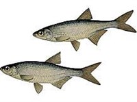 ОБЫКНОВЕННАЯ УКЛЕЙКА (рисунок)