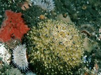 ОБЫКНОВЕННЫЕ ГУБКИ (Обыкновенные губки)