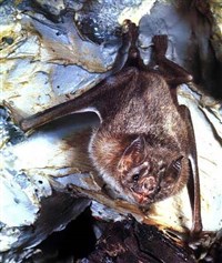 ОБЫКНОВЕННЫЙ ВАМПИР (Desmodus rotundus)