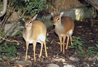 ОБЫКНОВЕННЫЙ ДИКДИК (пара)