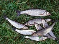 ОБЫКНОВЕННЫЙ ЕЛЕЦ (ельцы)