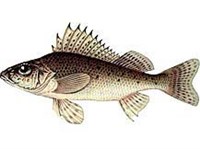 ОБЫКНОВЕННЫЙ ЕРШ (рисунок)