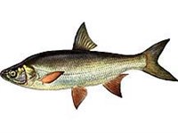 ОБЫКНОВЕННЫЙ ЖЕРЕХ (рисунок)