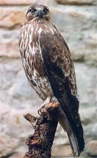 ОБЫКНОВЕННЫЙ КАНЮК (Buteo buteo)