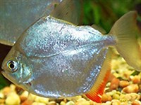 ОБЫКНОВЕННЫЙ МЕТИННИС (в аквариуме)