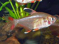 ОБЫКНОВЕННЫЙ ОРНАТУС (Hyphessobrycon ornatus)