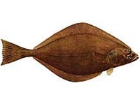 ОБЫКНОВЕННЫЙ ПАЛТУС (рисунок)