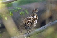 ОБЫКНОВЕННЫЙ РЯБЧИК (Bonasa bonasia)