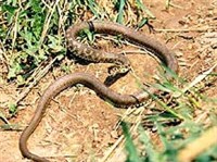 ОБЫКНОВЕННЫЙ УЖ (светлый окрас)