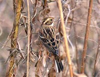 ОВСЯНКА-РЕМЕЗ (Emberiza rustica)