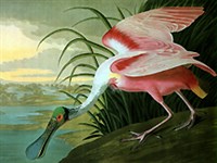 ОДЮБОН Джон Джеймс (Розовый колпик)