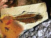 ОКАМЕНЕЛОСТИ