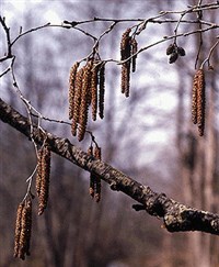 ОЛЬХА ЧЕРНАЯ