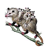 ОПОССУМЫ (северный опоссум)