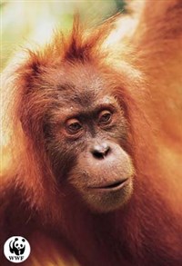 ОРАНГУТАН (Суматра)