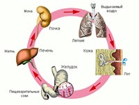 ОРГАНЫ, ПРИНИМАЮЩИЕ УЧАСТИЕ В ВЫДЕЛИТЕЛЬНЫХ ПРОЦЕССАХ
