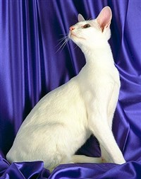 ОРИЕНТАЛЬНАЯ КОШКА (белая)
