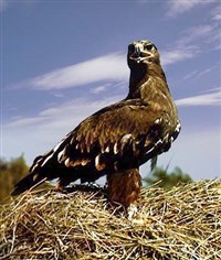ОРЛЫ (степной орел)