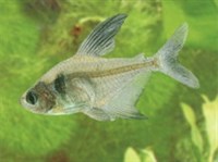 ОРНАТУС ЧЕРНЫЙ