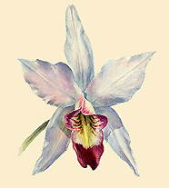 ОРХИДНЫЕ (лелия обоюдоострая)